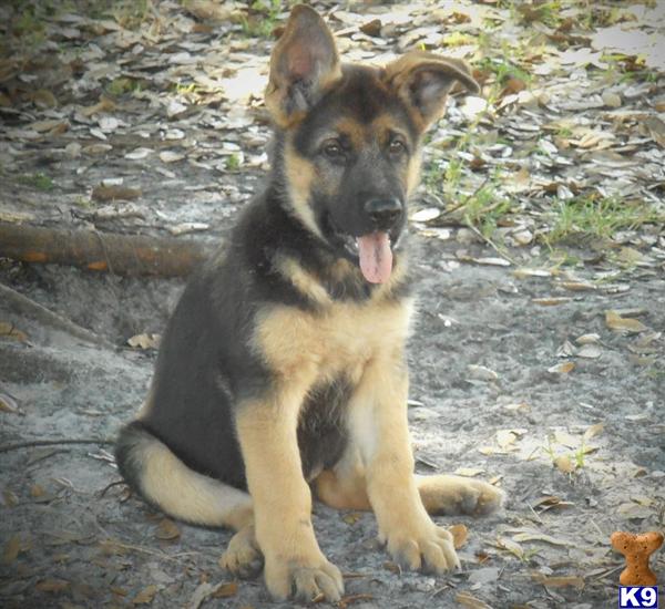 Puppies in Tampa